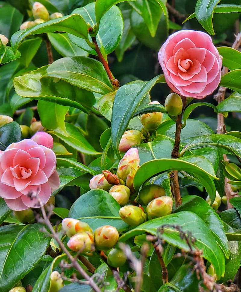 pink camellias