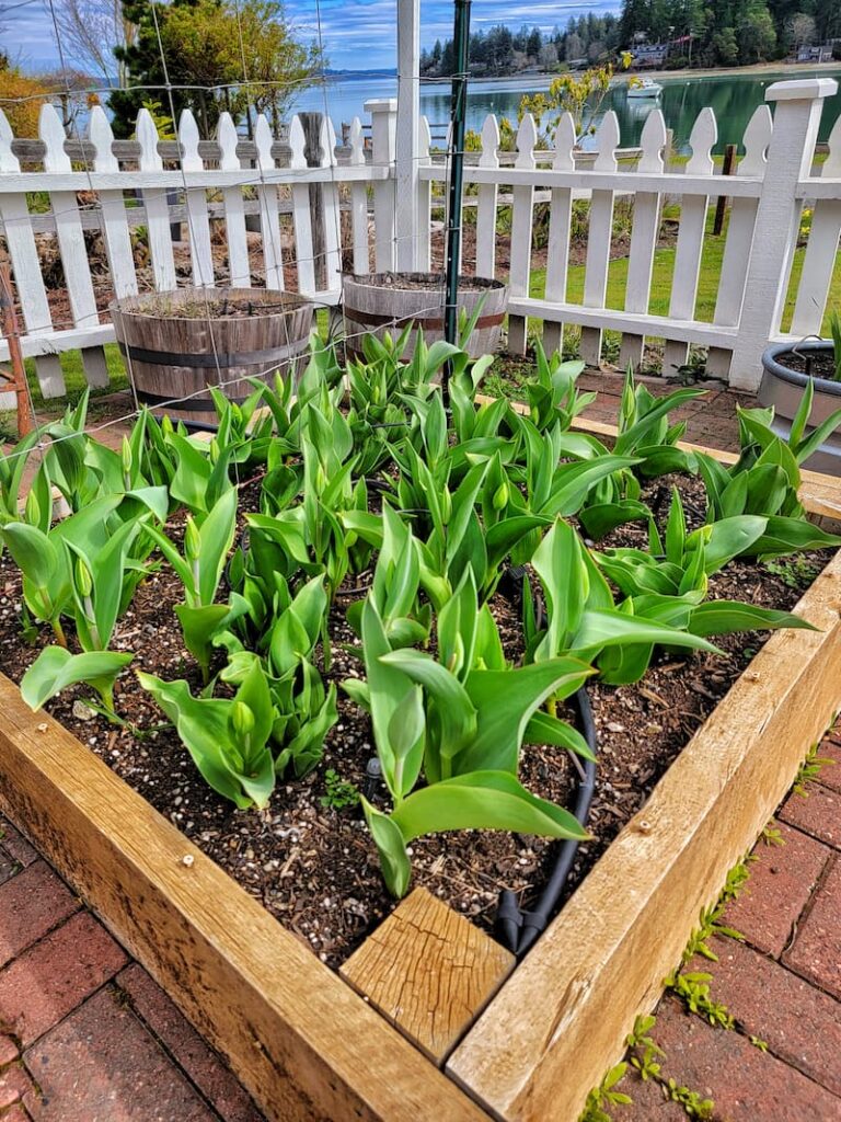 early spring tulips in raised beds