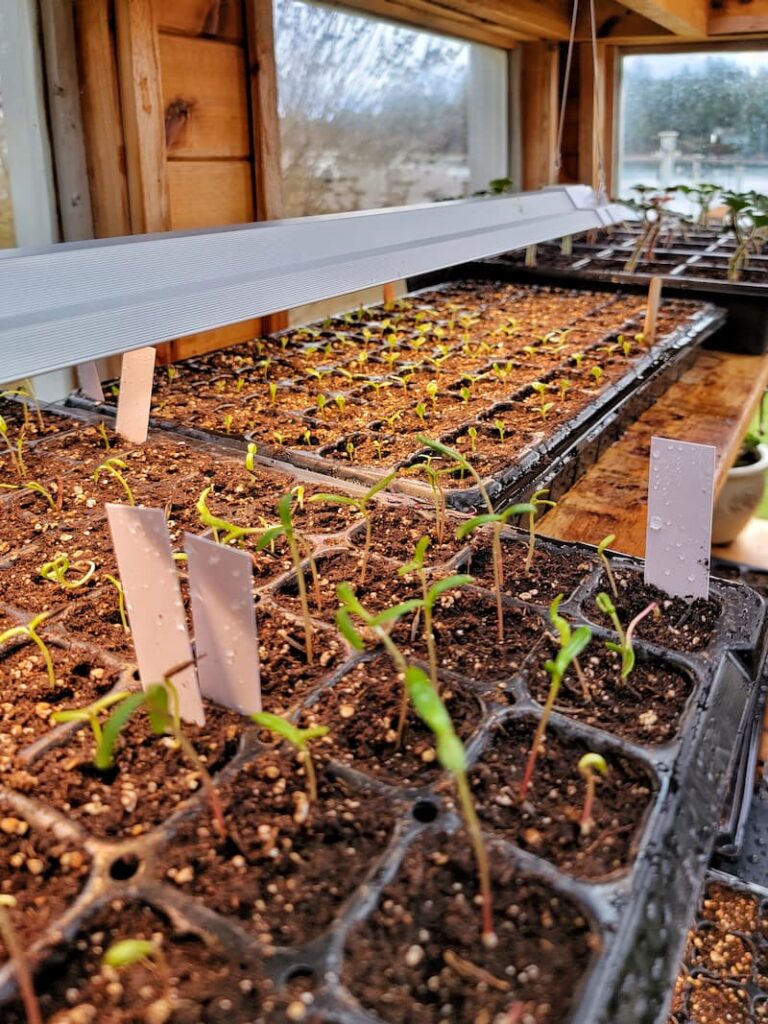 grow lights in greenhouse with seedlings
