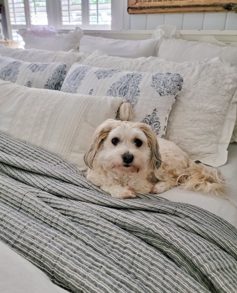 dog on spring bedding