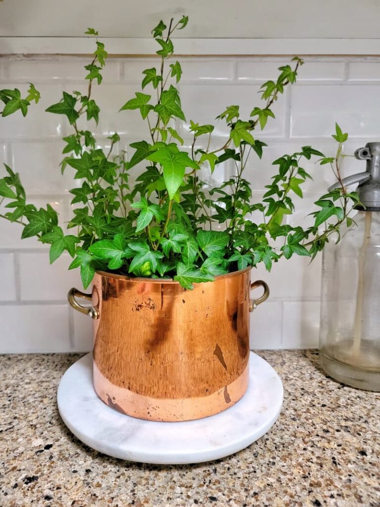 ivy in  a vintage copper container