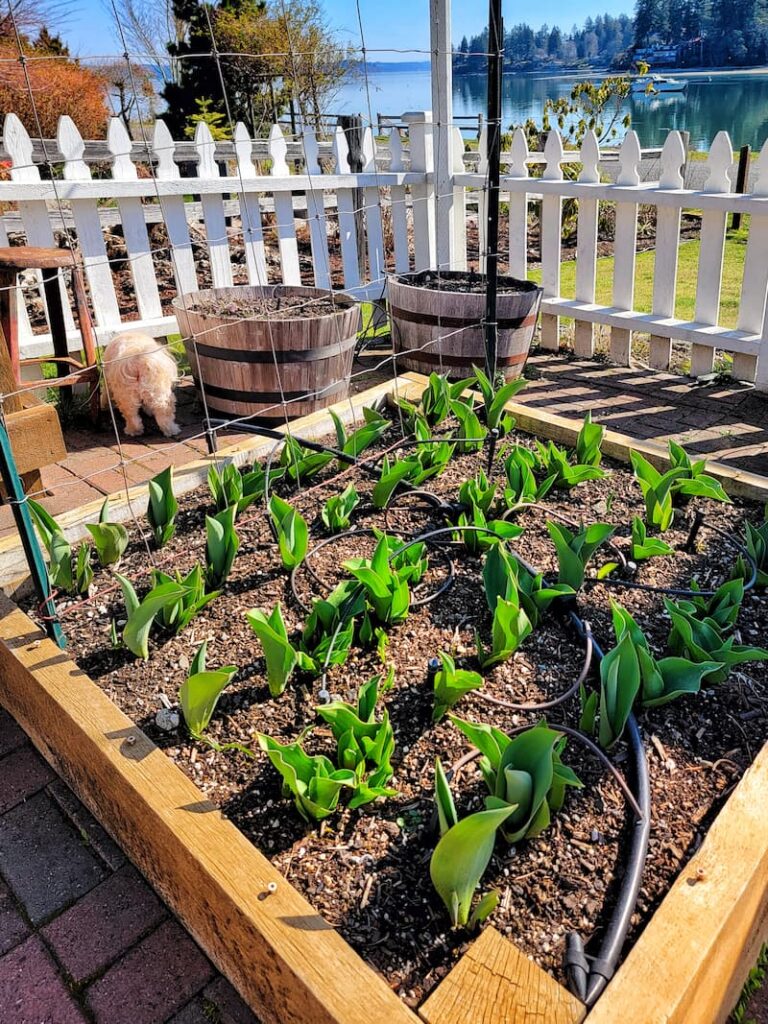 tulips just coming out of the ground in raised beds