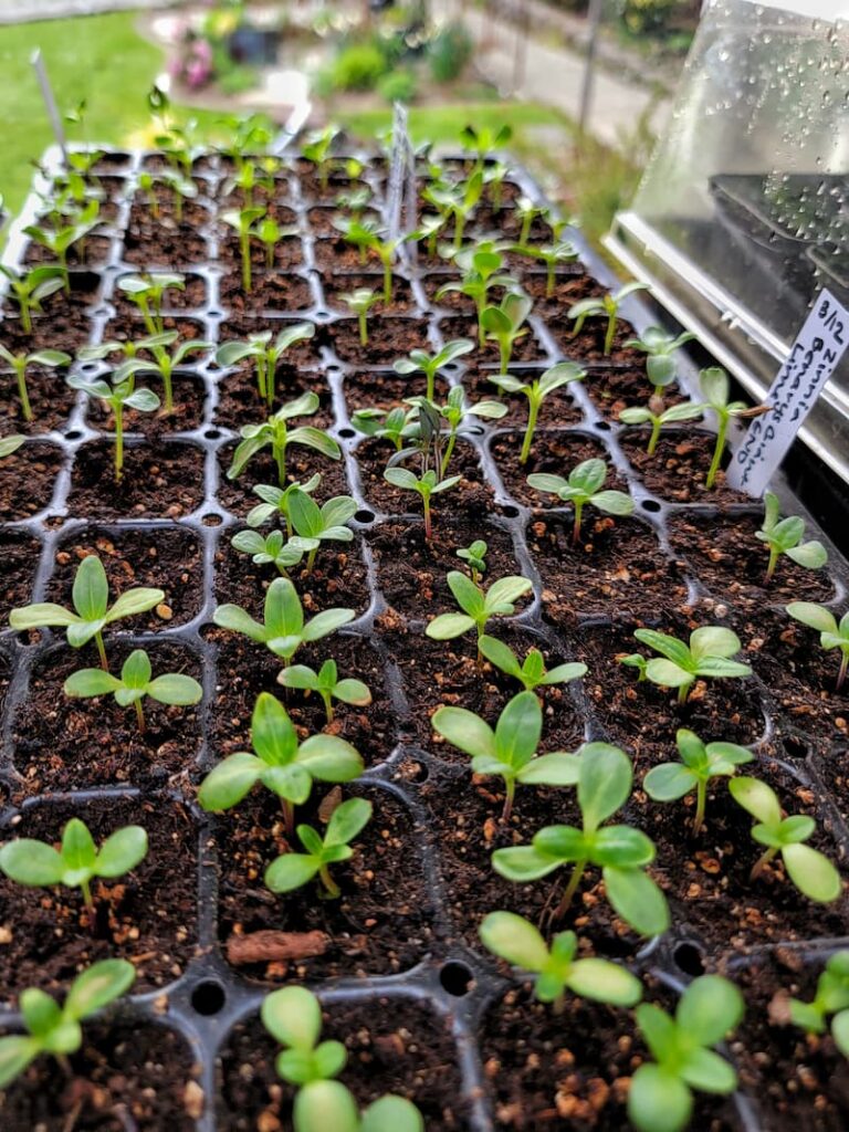zinnia seedlings in the greenhouse