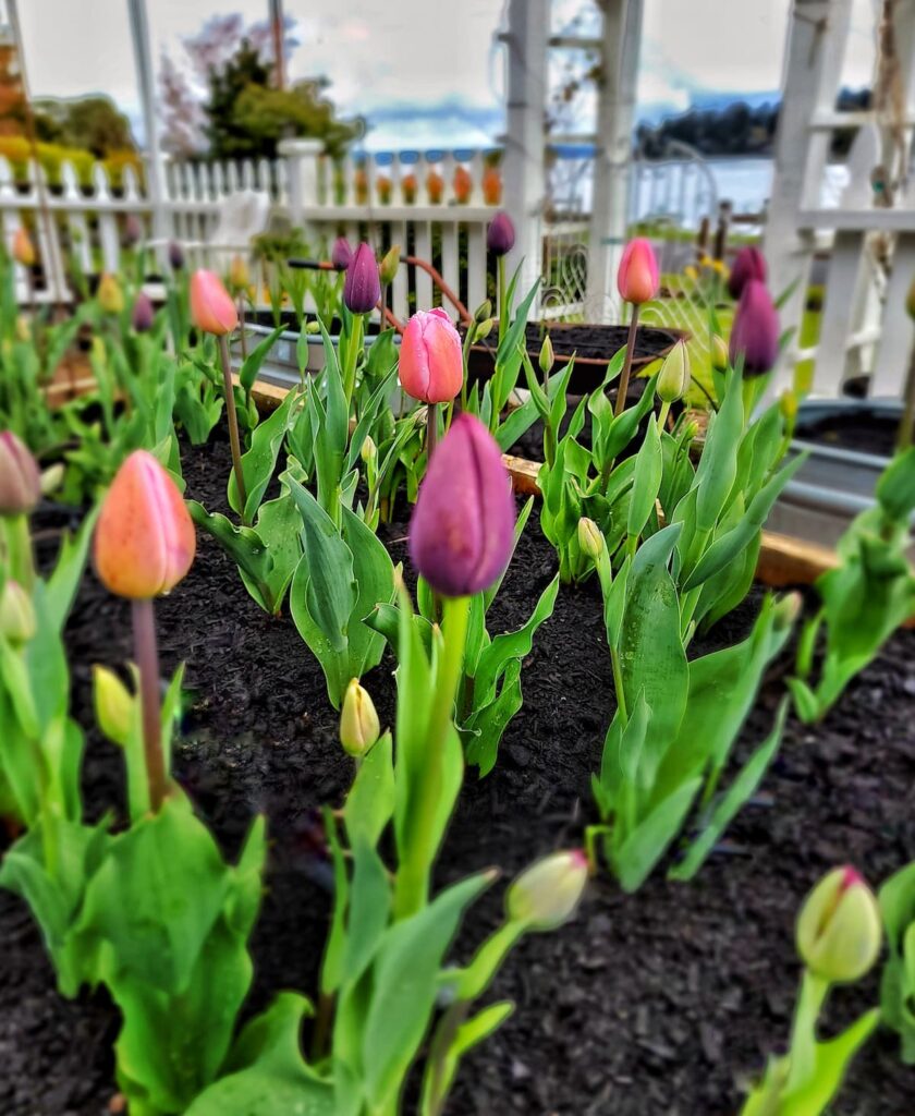 purple and pink tulips growing in the garden