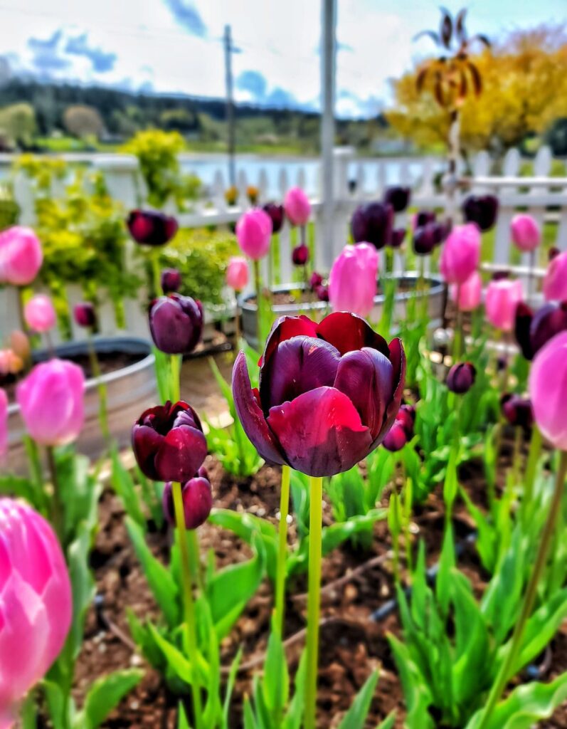 burgundy and pink tulips growing in the spring garden