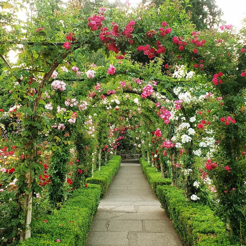 rose arches at Butchart Gardens
