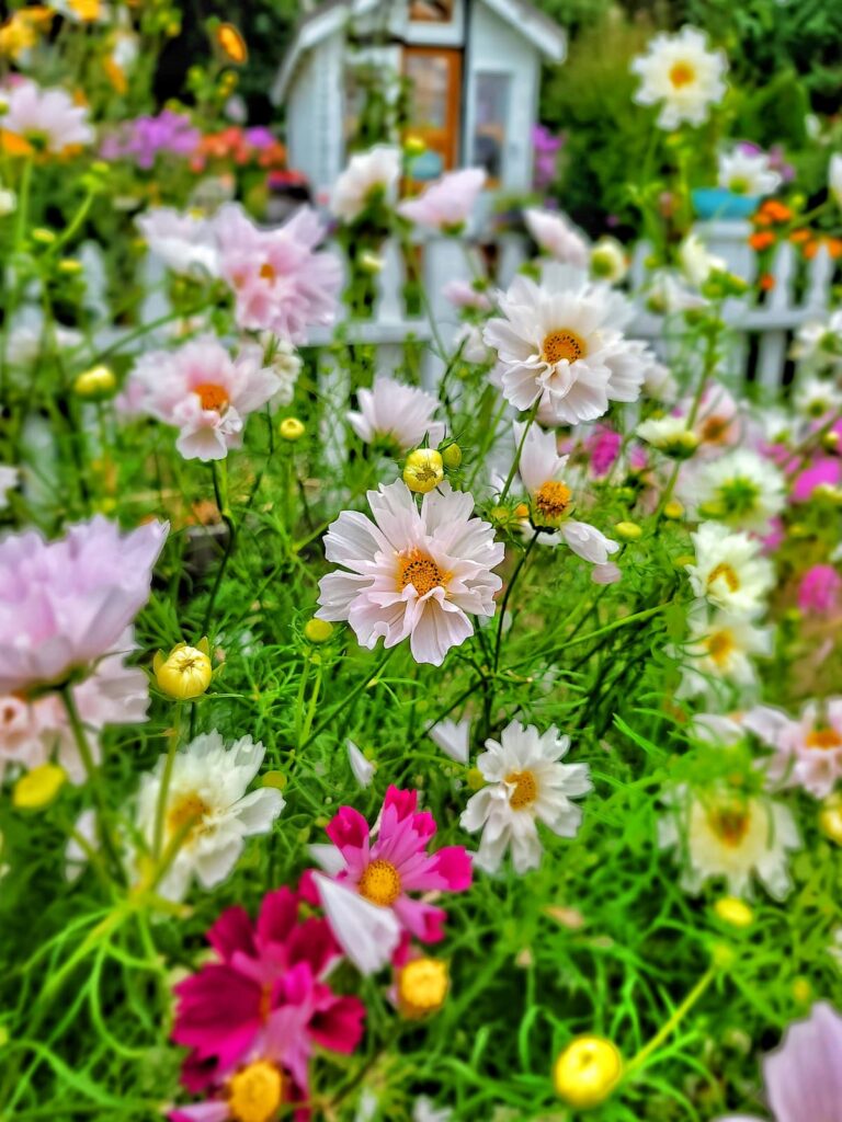 Easy Cut Flowers to Grow Indoors from Seeds: pale cosmos growing in the cut flower garden