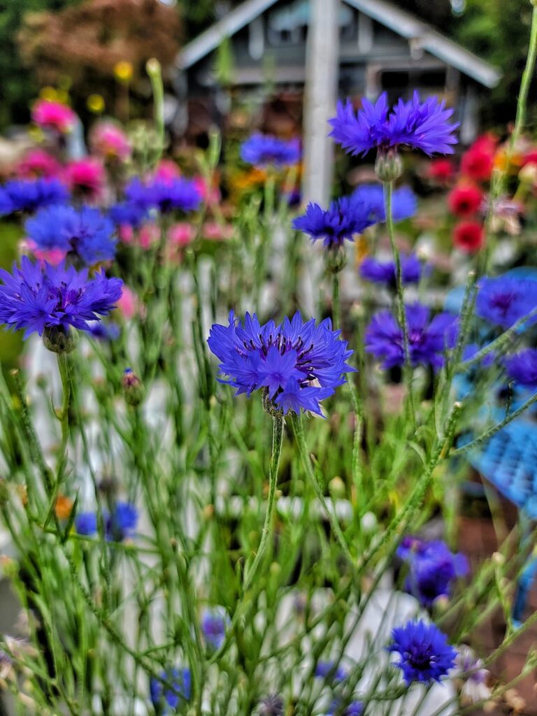 blue flowered bachelor's button or cornflower growing in the garden