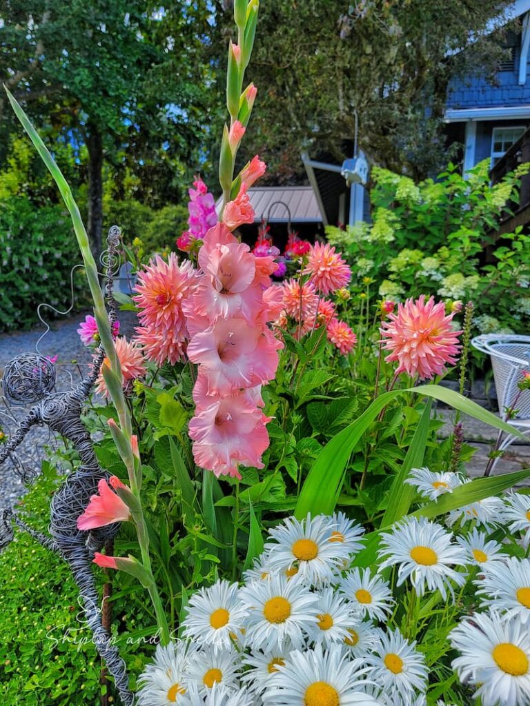 maintaining a cut flower garden: coral gladiolus