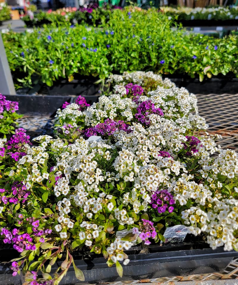 flower companion planting: white and purple sweet alyssum