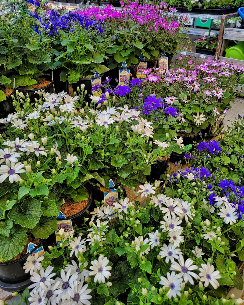 annual flowers at the garden center