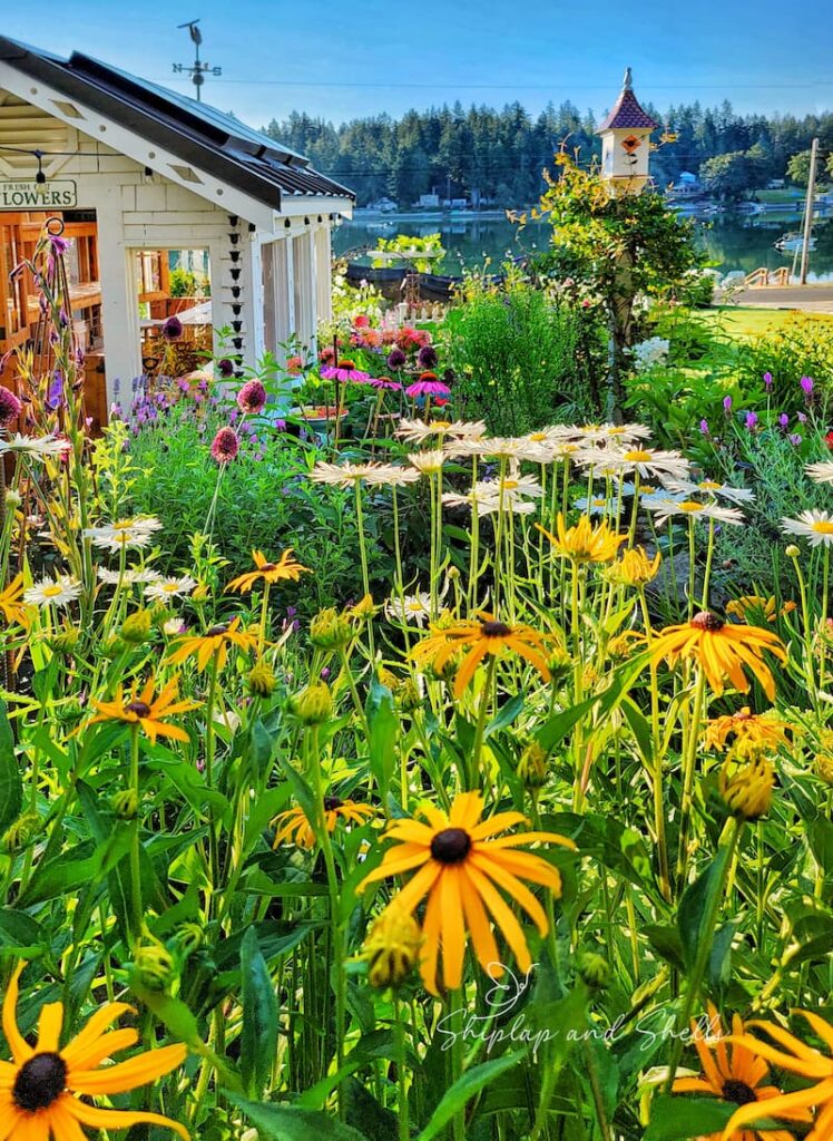 cottage garden with daisies and black-eyed Susans and greenhouse with birdhouse