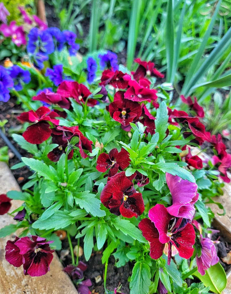 burgundy and purple pansies in the garden