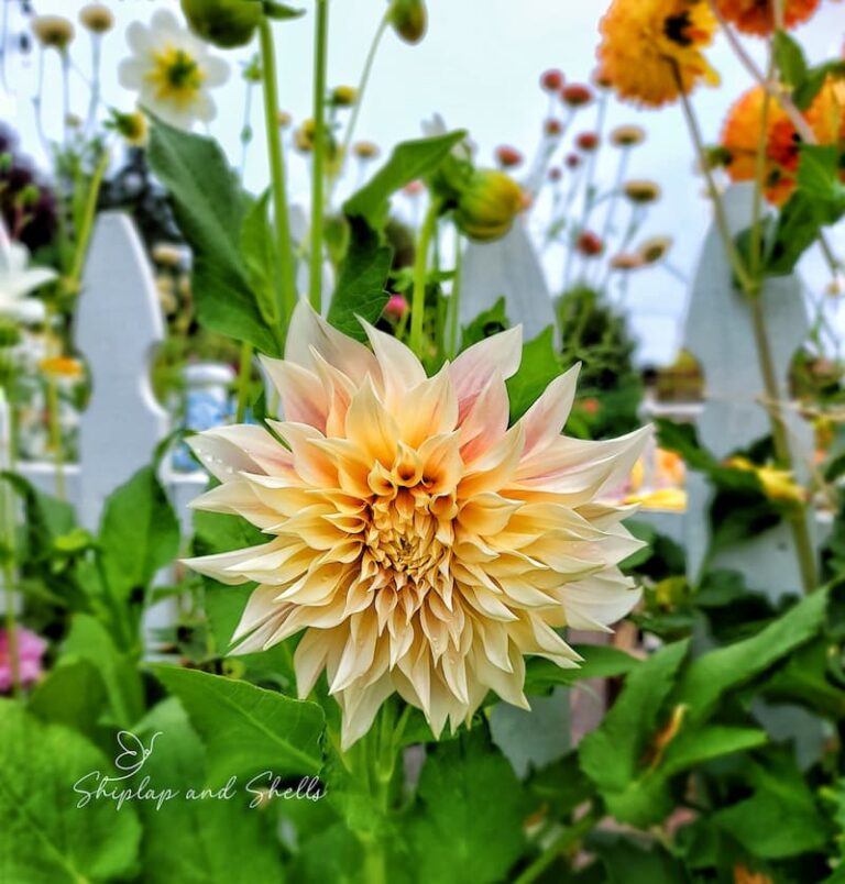 How to Divide Dahlia Tubers in the Spring