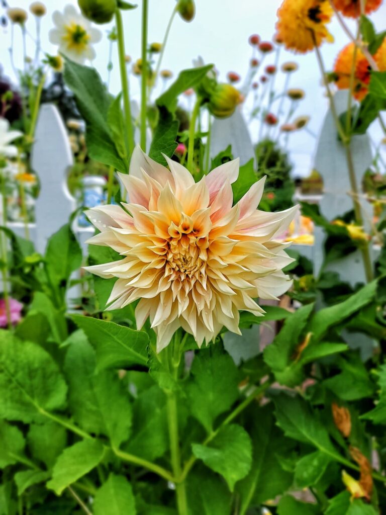 mid-summer dahlia cafe au lait flowers in the garden