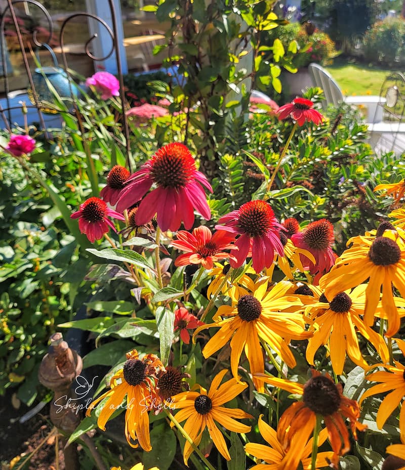 red coneflowers and yellow black-eyed Susans