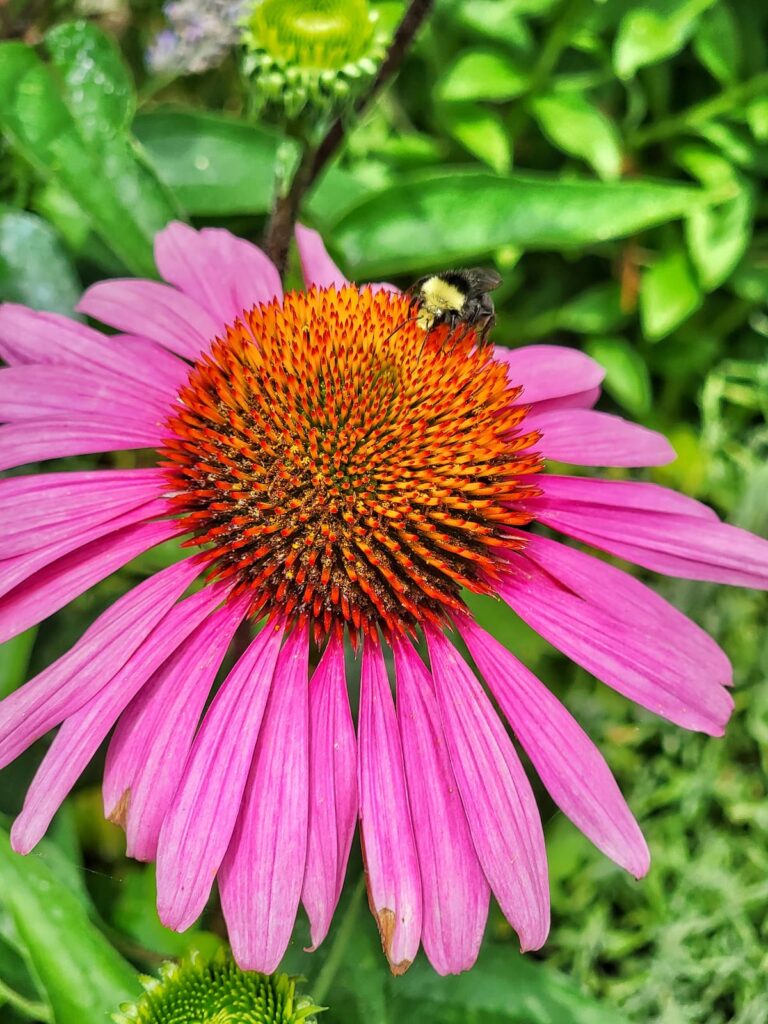 purple coneflower with bee pollinating