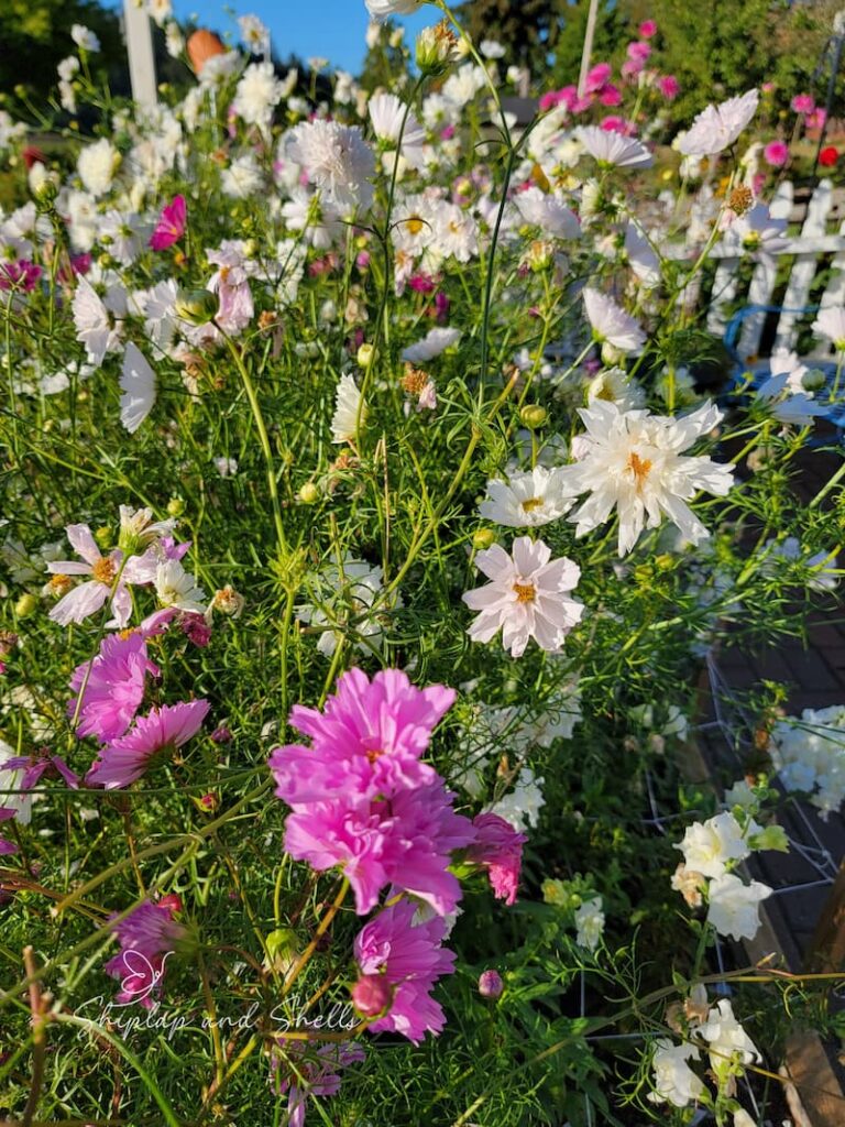 Beginners flower garden:  in the garden