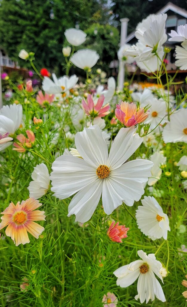 Easy Cut Flowers to Grow Indoors from Seeds: white and apricot cosmos growing in the cut flower garden