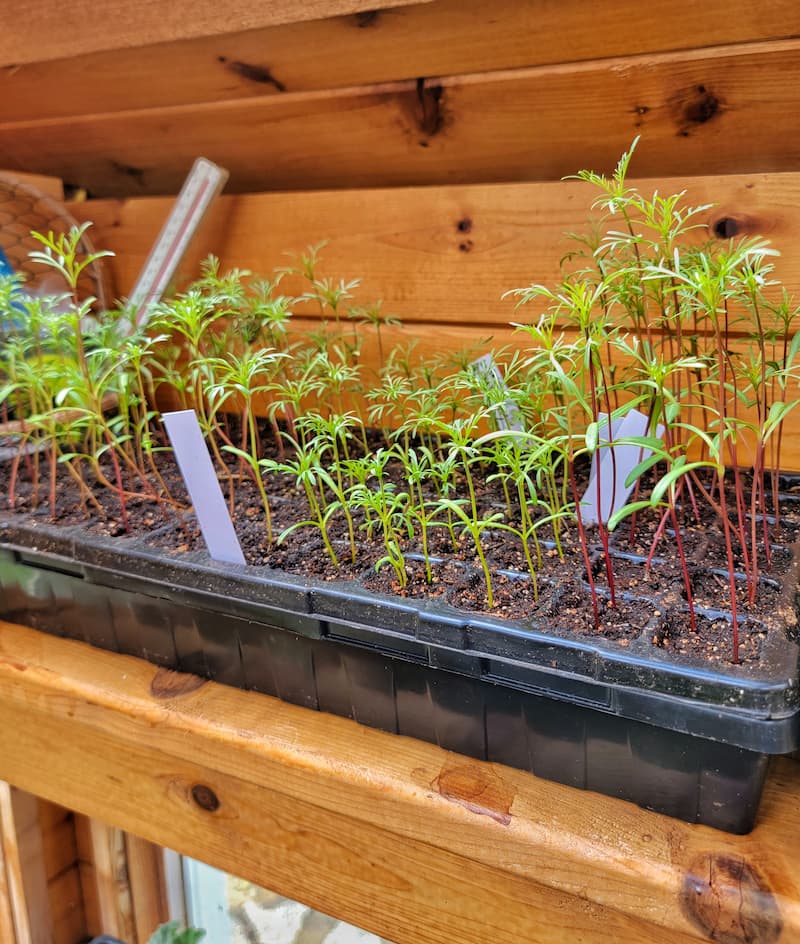 cosmos seedlings in greenhouse