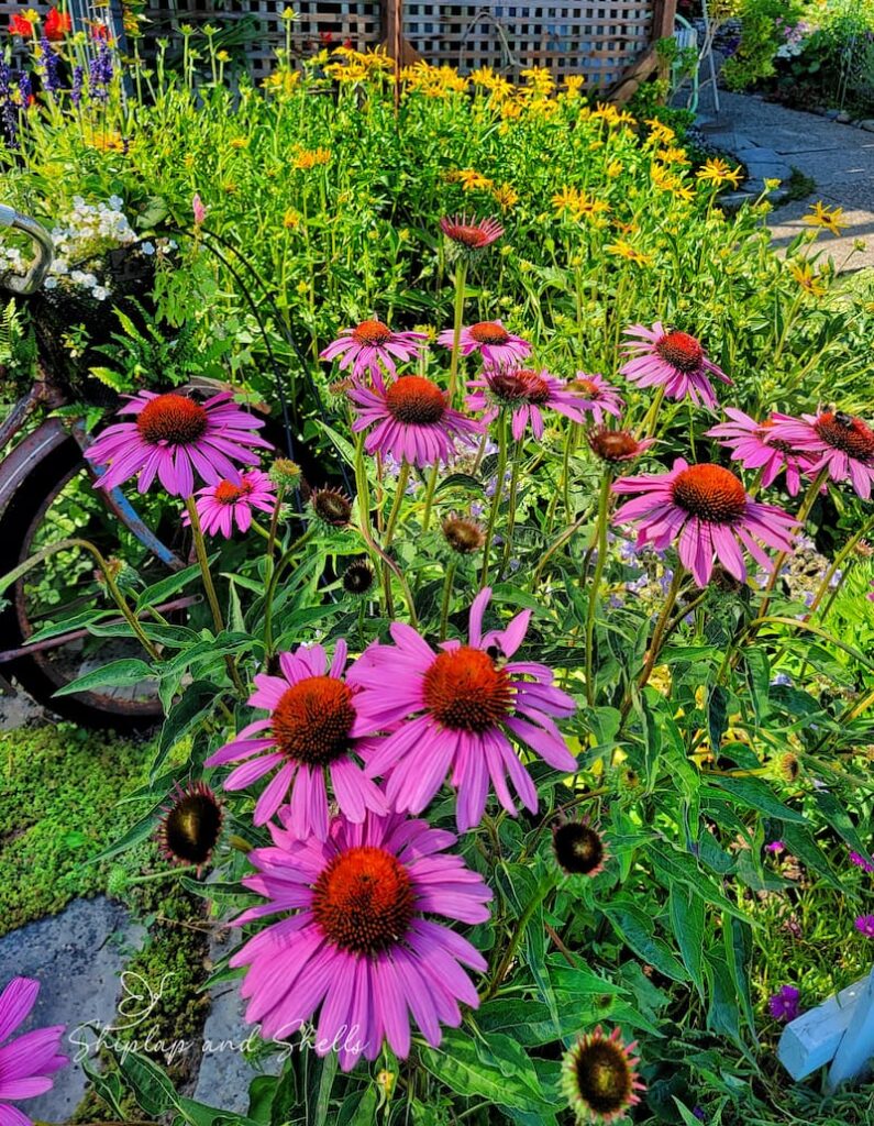 Beginners flower garden: pink coneflowers and back-eyed Susans
