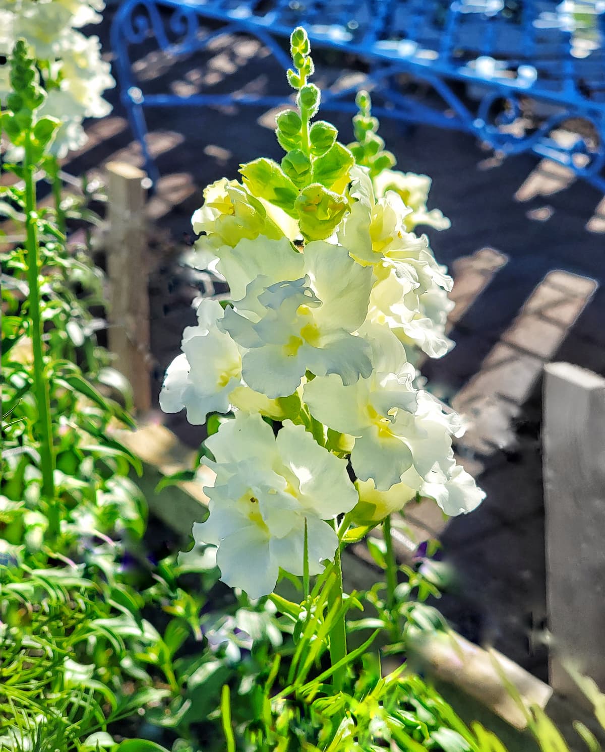 Grow Vibrant Snapdragons from Seed A StepbyStep Guide Shiplap and