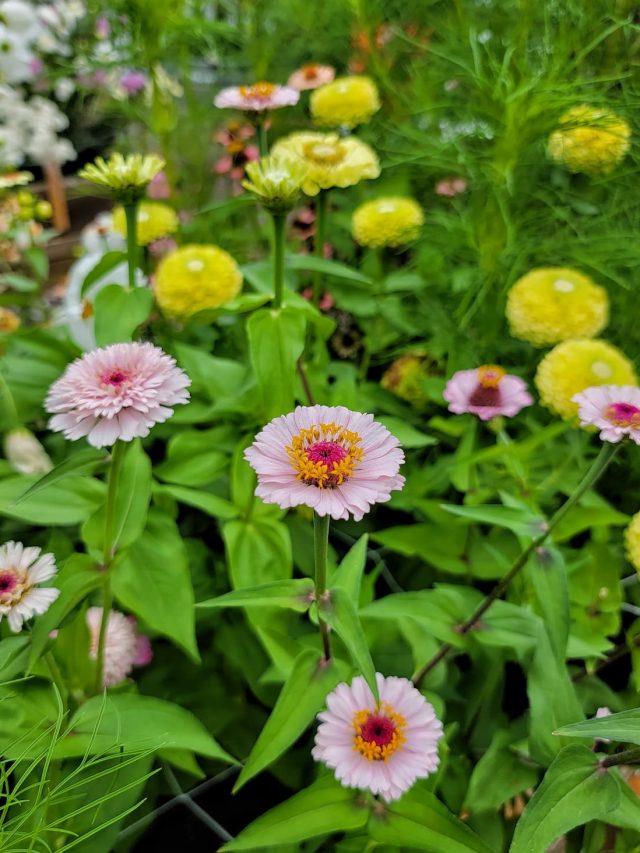 Easy Annual Flowers from Seed: Beginner’s Guide