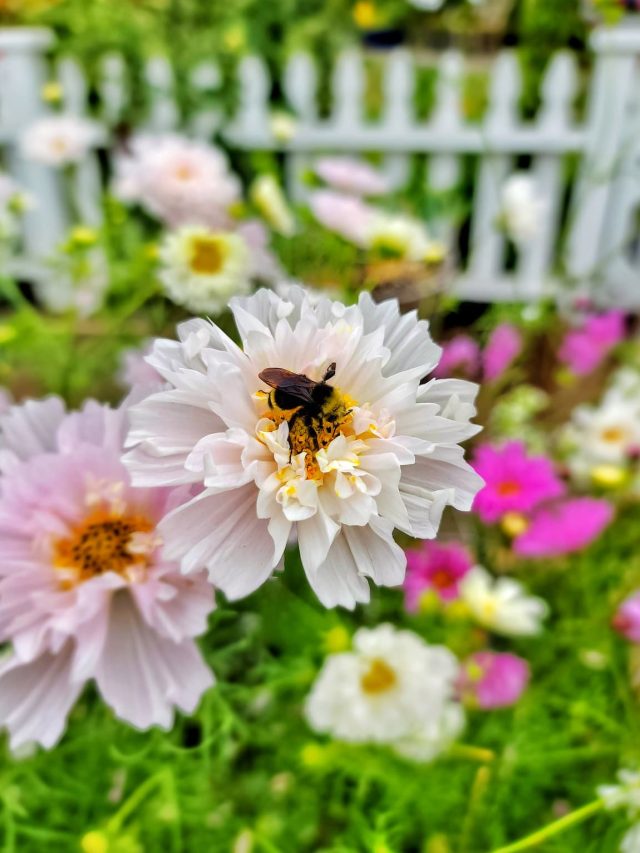 cropped-annual-cosmos-are-pollinator-friendly-SQ-1200.jpg