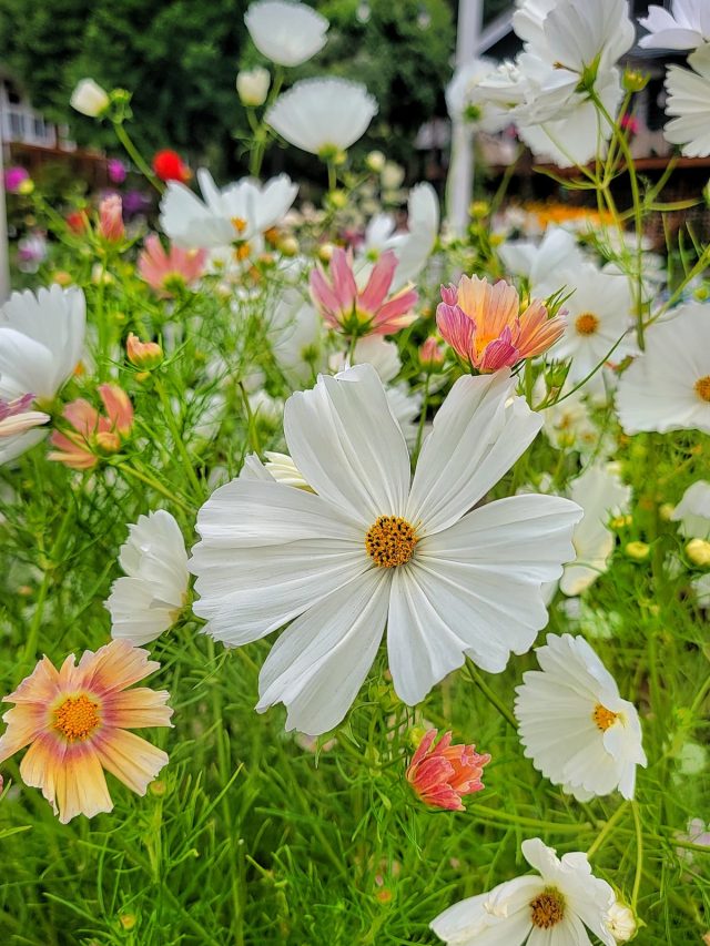cropped-cosmos-in-cut-flower-garden-SQ-1200.jpg