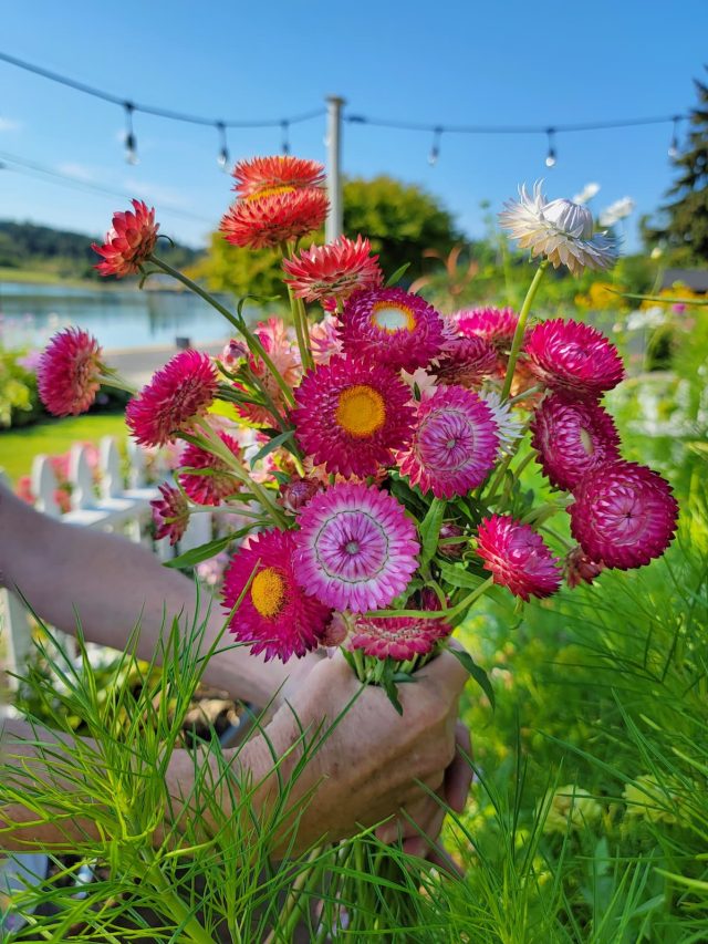 cropped-harvesting-strawflowers-SQ-1200.jpg