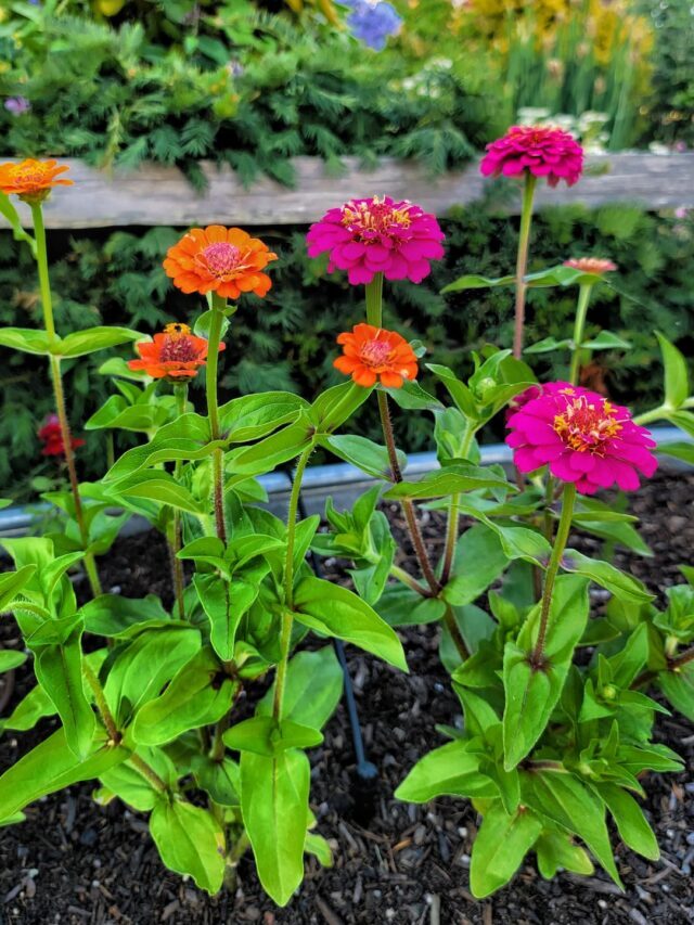 Zinnias: A Must-Have for Vibrant Summer Gardens
