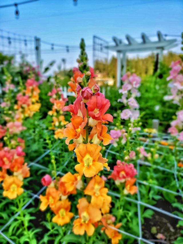 cropped-snapdragons-chantilly-mix-SQ-1200.jpg