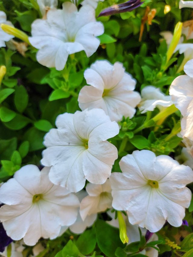 cropped-white-petunias-SQ-1200.jpg