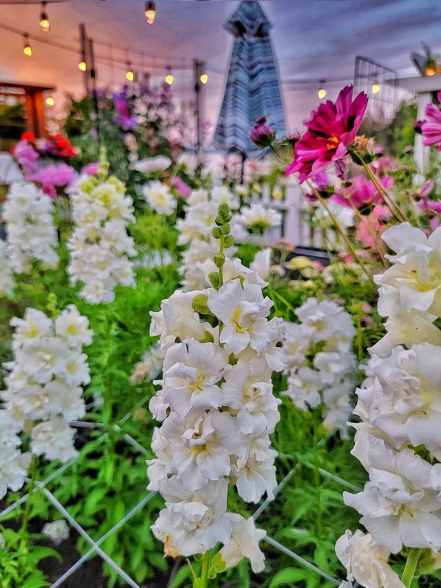 Embrace Snapdragons in Your Garden