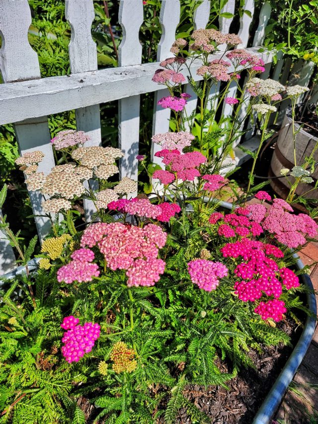 Effortless Gardening: Low Maintenance Summer Solutions