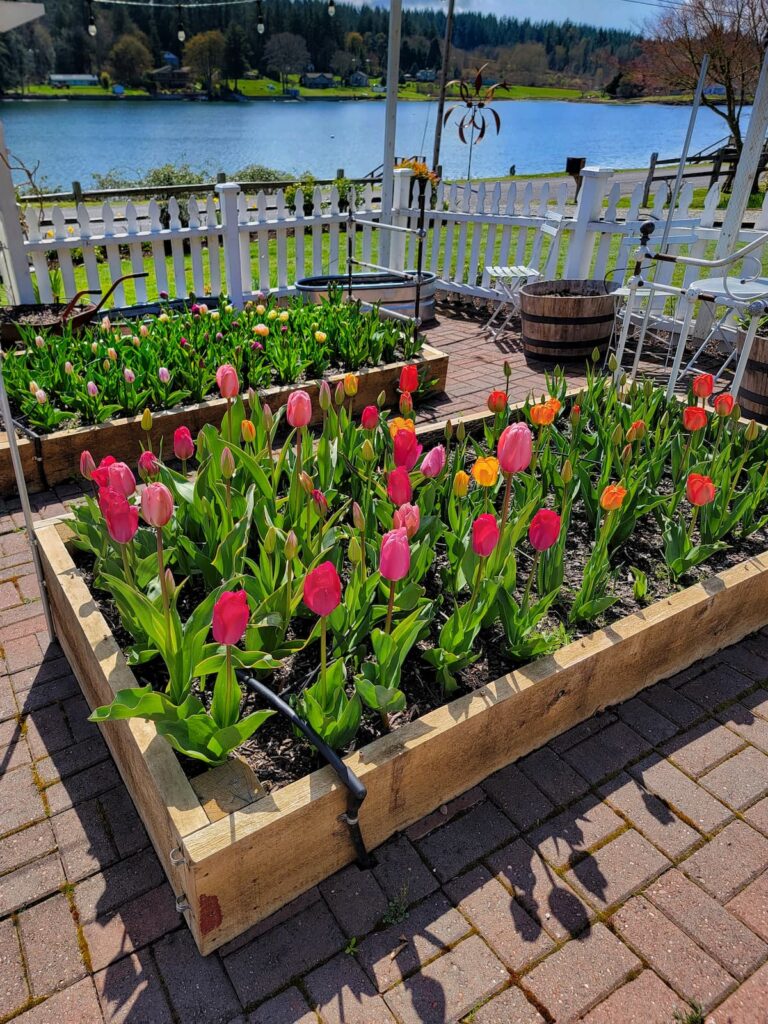 tulips in the raised beds