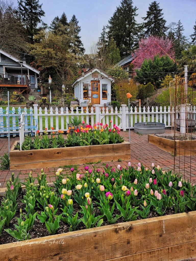 early spring garden: tulips in raised beds in front of greenhouse