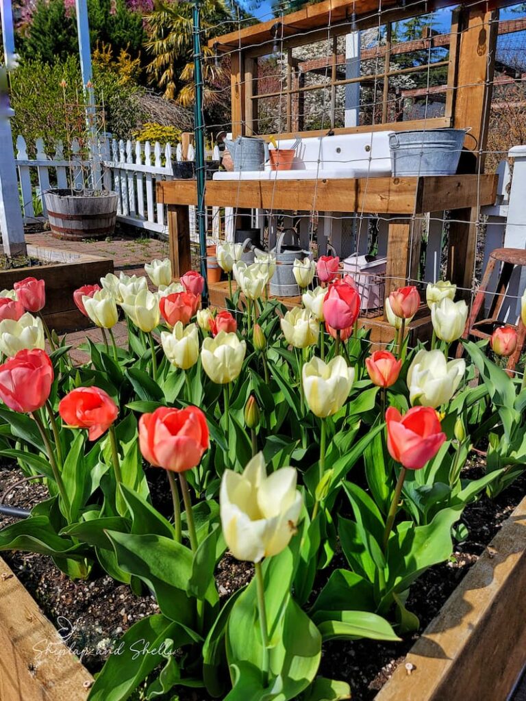 growing and caring for tulips: cream and pink tulips in the spring garden