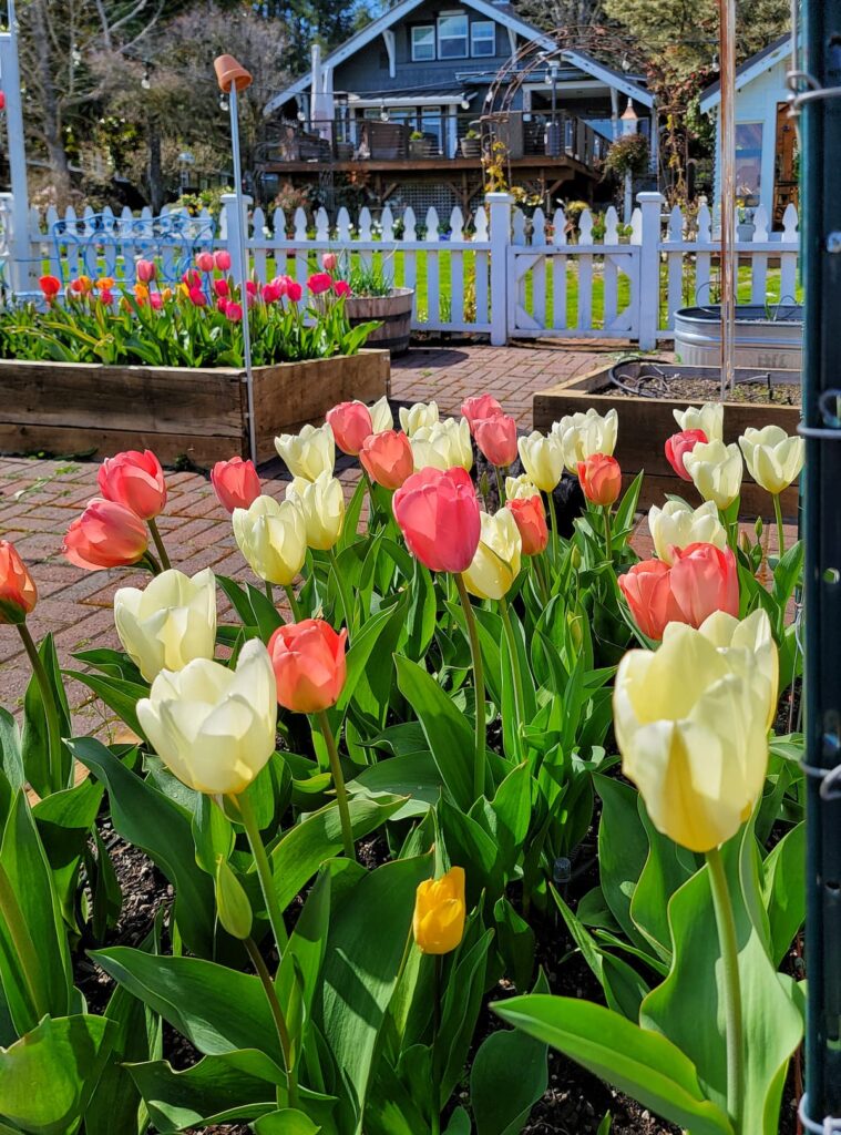 tulips in the raised beds