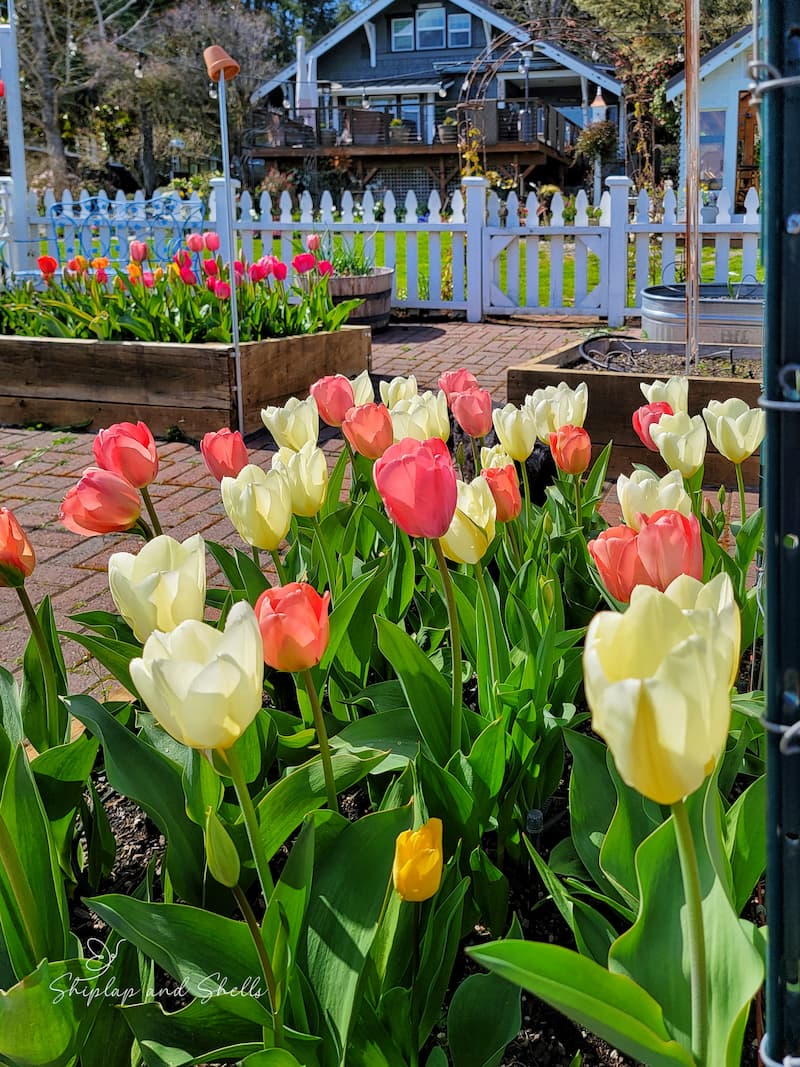 What's Growing in My Early Spring Blooming Garden - Shiplap and Shells