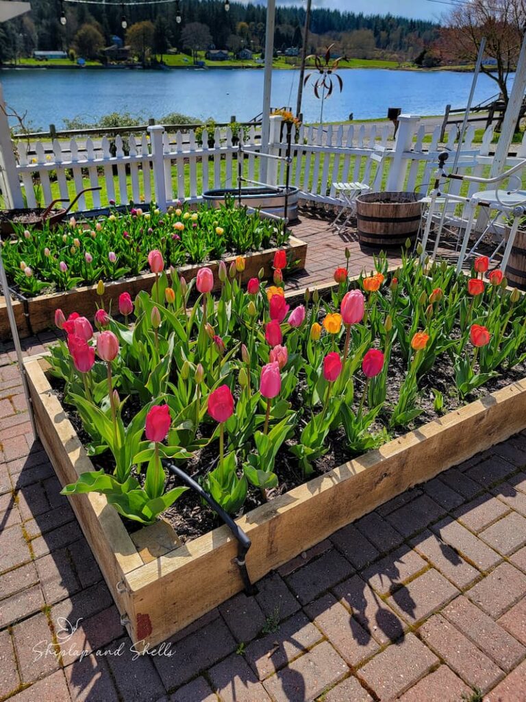 early spring garden: bright colored garden full of tulips