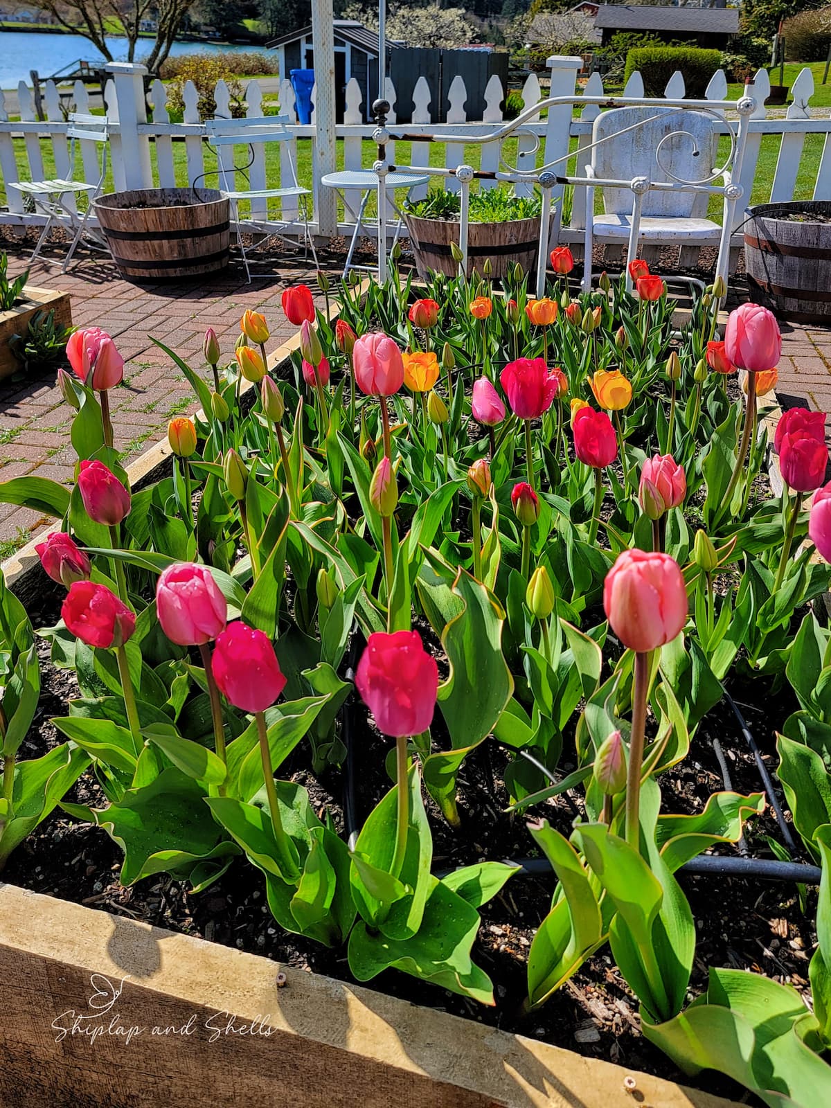 Growing Tulips from Bulbs: Tulip Care and Maintenance 101 - Shiplap and ...