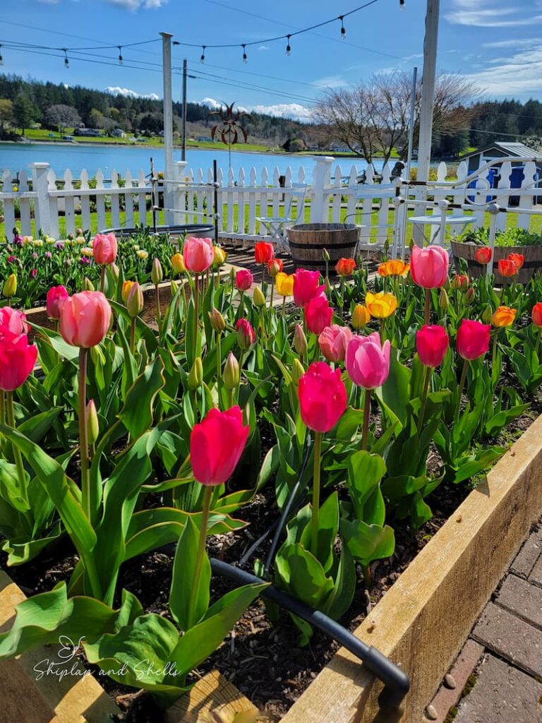 bright colored tulips in the raised beds in spring