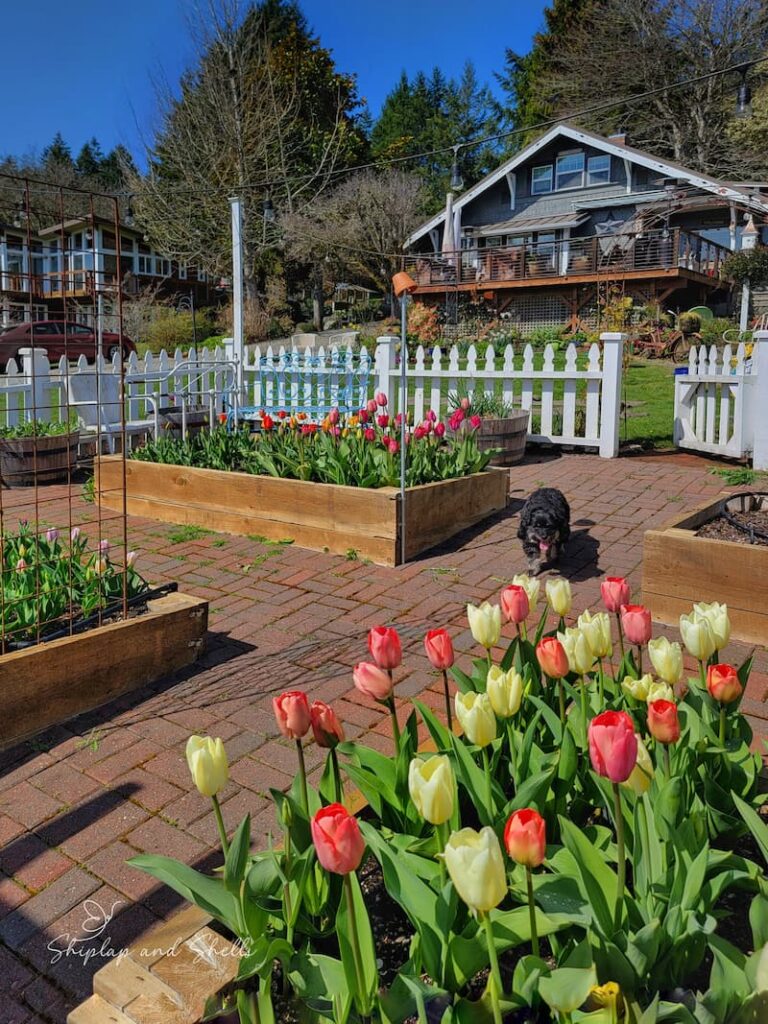 early spring garden: tulips in white picket fence garden and black dog