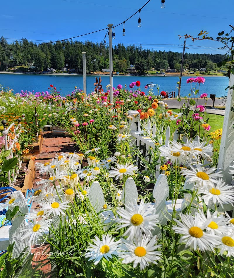 Beginners flower garden: daisies and cut flower garden