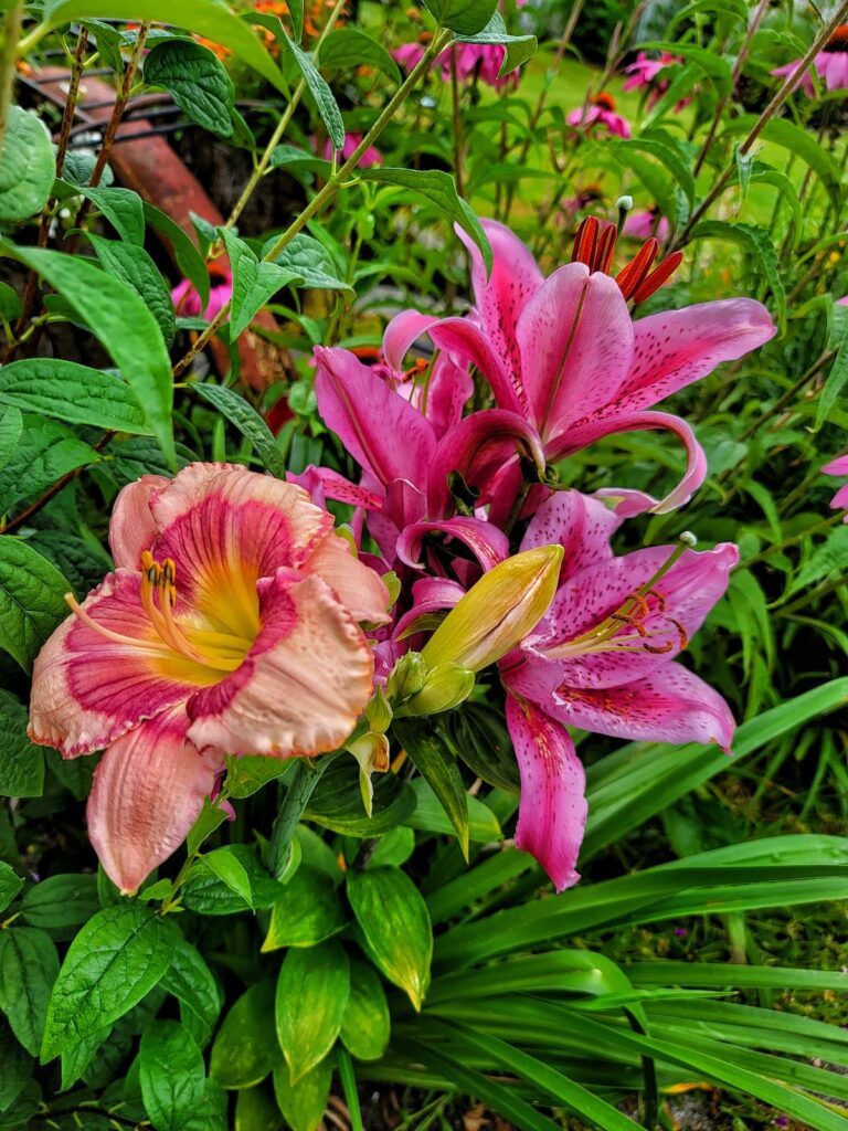 easy flowers to grow: pink and salmon colored lilies in the garden