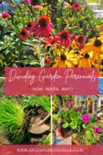 Dividing Perennials: Your Garden Guide To How, When, And Why - Shiplap ...