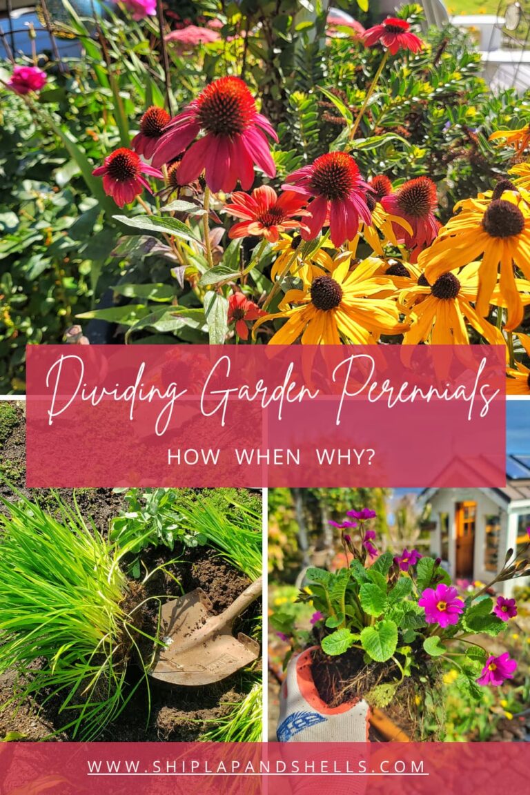 Dividing Perennials: Your Garden Guide to How, When, and Why - Shiplap ...