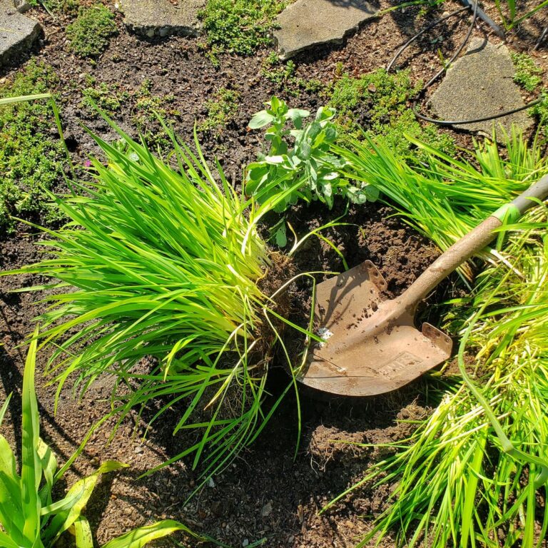 Preparing Cut Flower Garden Beds for Spring: Step-by-Step - Shiplap and ...