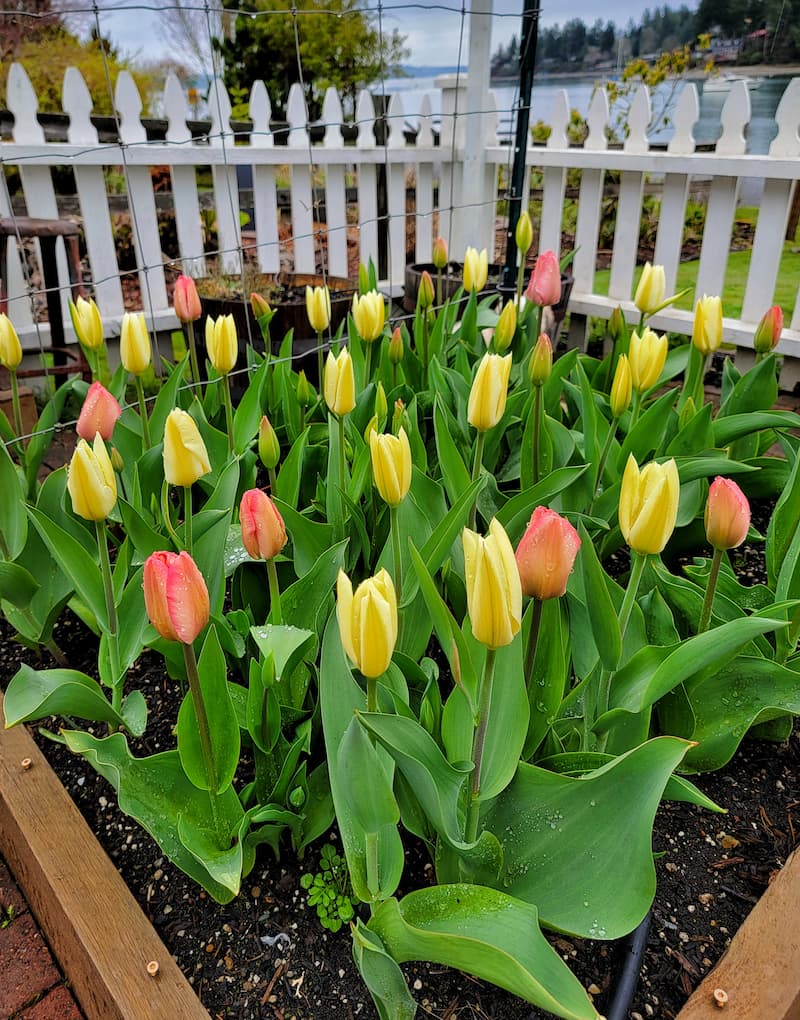 early spring garden: yellow and pink tulips